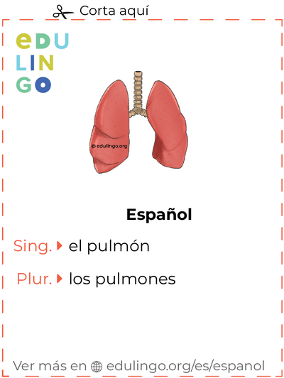 Ficha de Vocabulario Pulmón en español para imprimir, practicar y aprender
