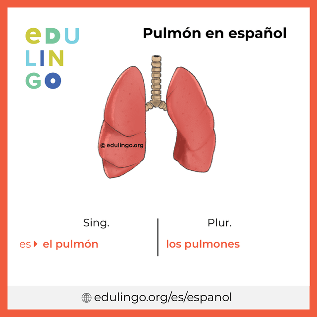 Imagen de vocabulario Pulmón en español con singular y plural para descargar e imprimir