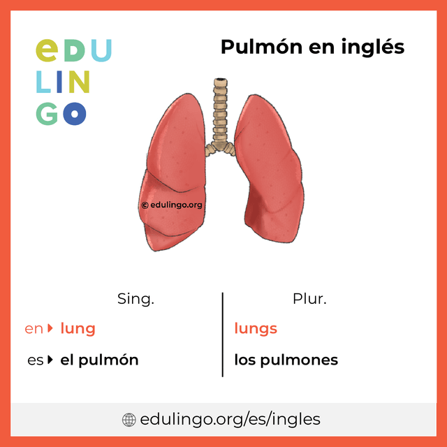 Imagen de vocabulario Pulmón en inglés con singular y plural para descargar e imprimir