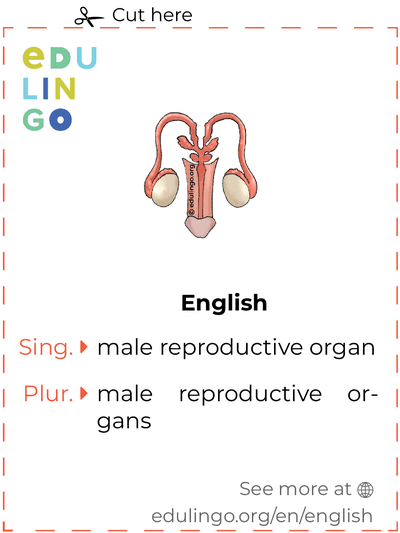 Male Reproductive Organ in English vocabulary flashcard for printing, practicing and learning