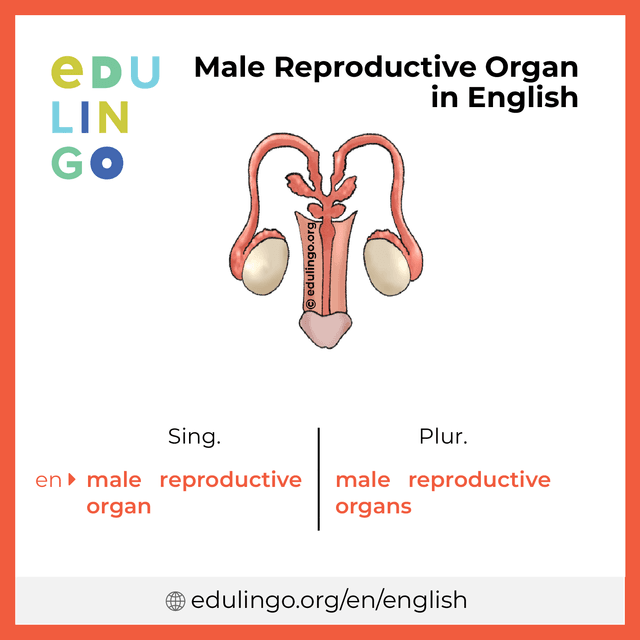Male Reproductive Organ in English vocabulary picture with singular and plural for download and printing