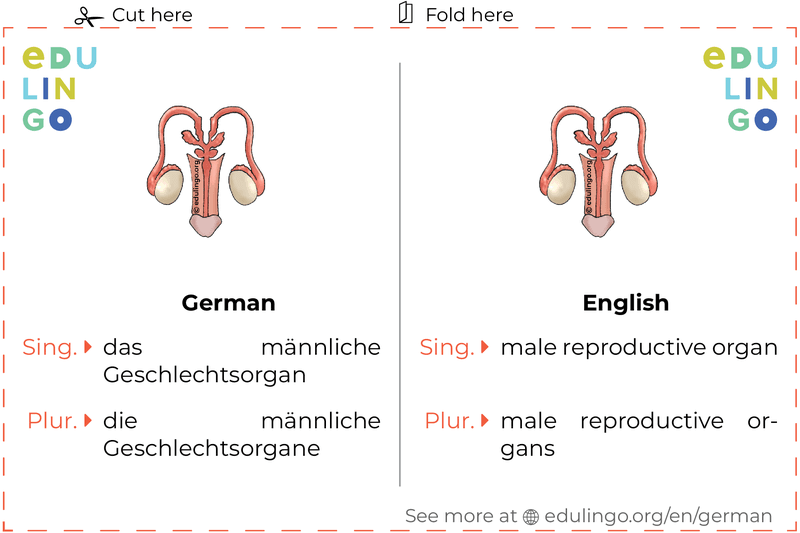 Male Reproductive Organ in German vocabulary flashcard for printing, practicing and learning