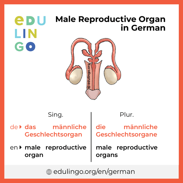 Male Reproductive Organ in German vocabulary picture with singular and plural for download and printing