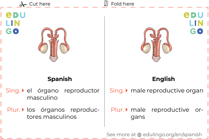 Male Reproductive Organ in Spanish vocabulary flashcard for printing, practicing and learning