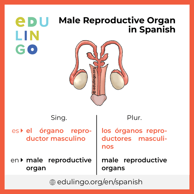 Male Reproductive Organ in Spanish vocabulary picture with singular and plural for download and printing