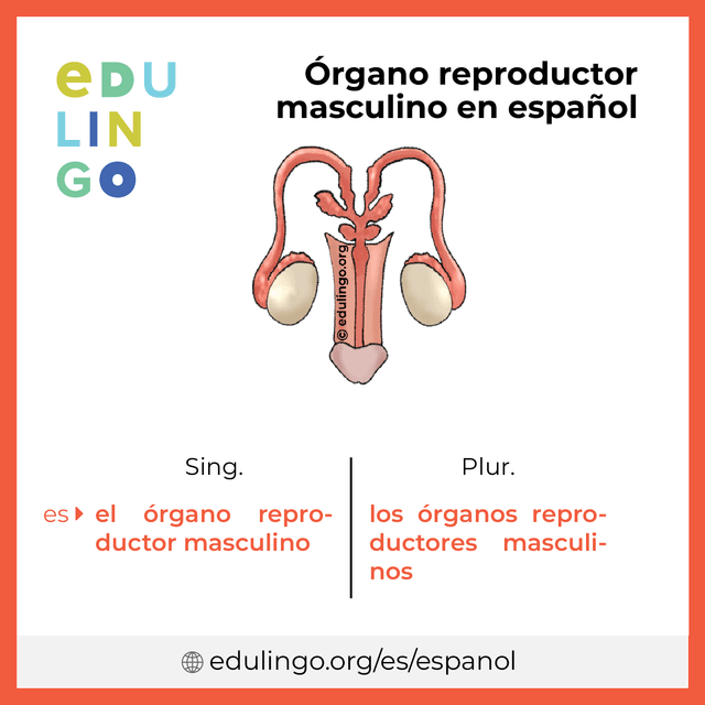 Imagen de vocabulario Órgano reproductor masculino en español con singular y plural para descargar e imprimir