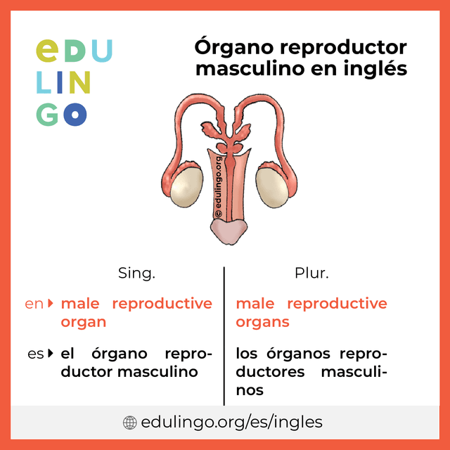 Imagen de vocabulario Órgano reproductor masculino en inglés con singular y plural para descargar e imprimir
