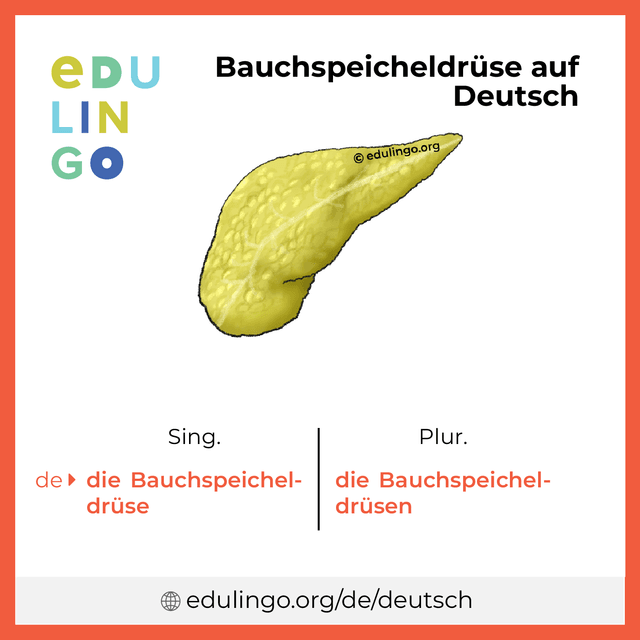 Bauchspeicheldrüse auf Deutsch Vokabelbild mit Singular und Plural zum Herunterladen und Ausdrucken