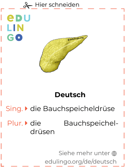 Bauchspeicheldrüse auf Deutsch Vokabelkartei zum Ausdrucken, Üben und Lernen