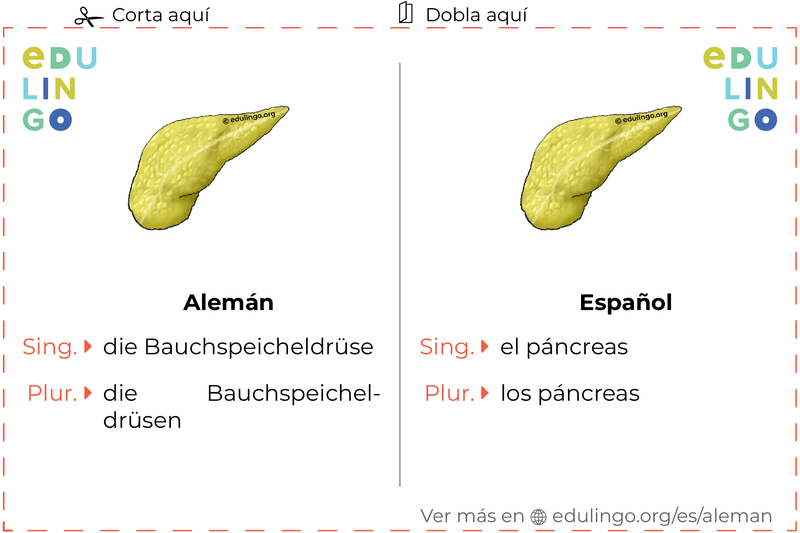 Ficha de Vocabulario Páncreas en alemán para imprimir, practicar y aprender
