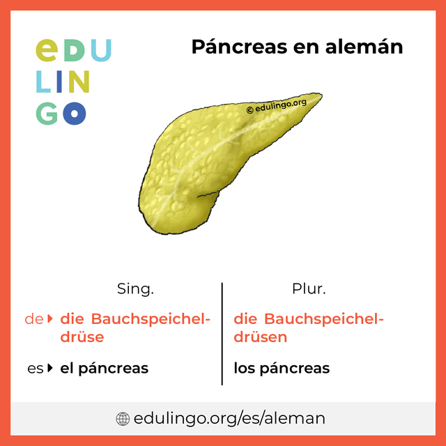 Imagen de vocabulario Páncreas en alemán con singular y plural para descargar e imprimir