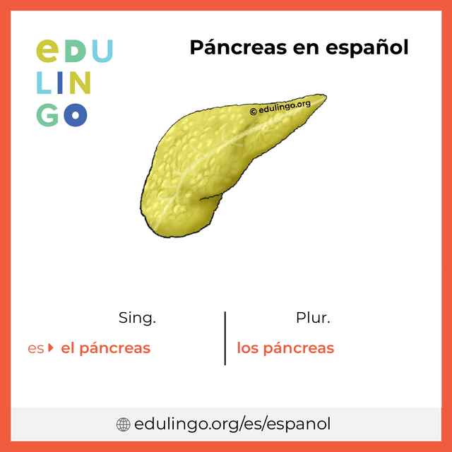 Imagen de vocabulario Páncreas en español con singular y plural para descargar e imprimir