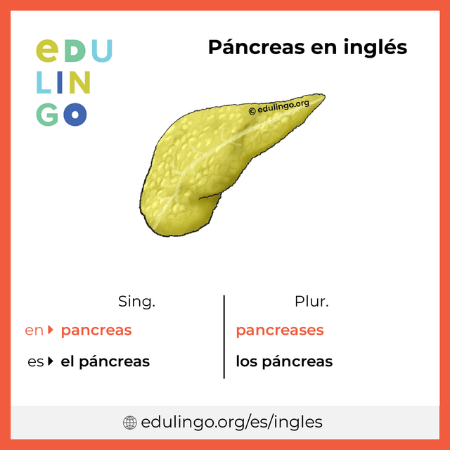 Imagen de vocabulario Páncreas en inglés con singular y plural para descargar e imprimir