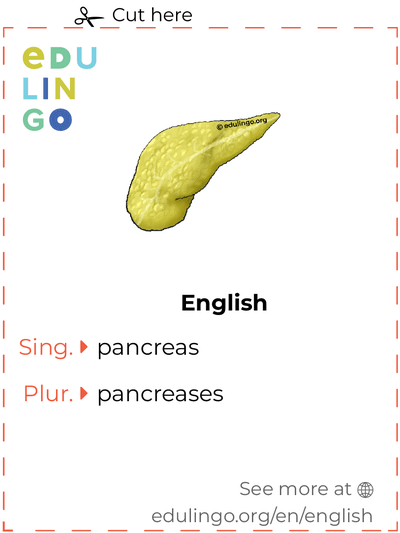 Pancreas in English vocabulary flashcard for printing, practicing and learning