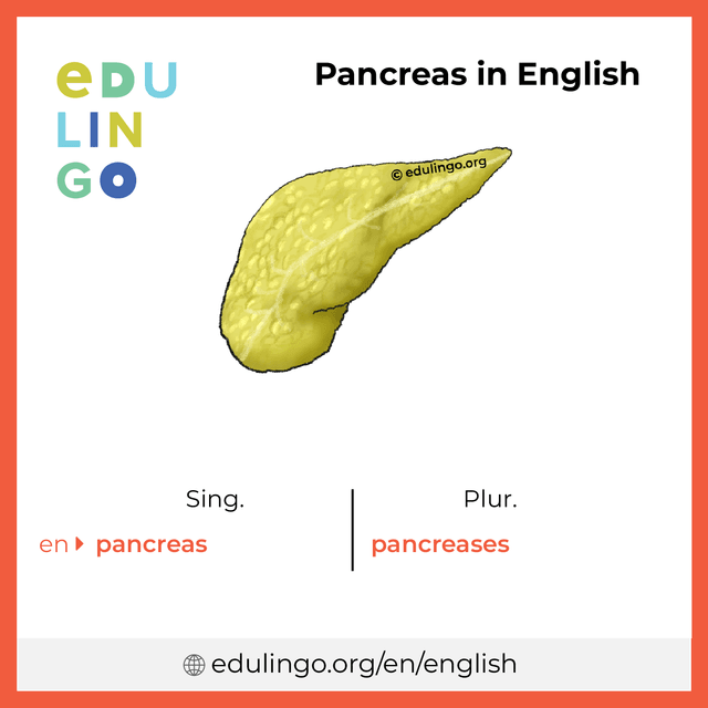 Pancreas in English vocabulary picture with singular and plural for download and printing