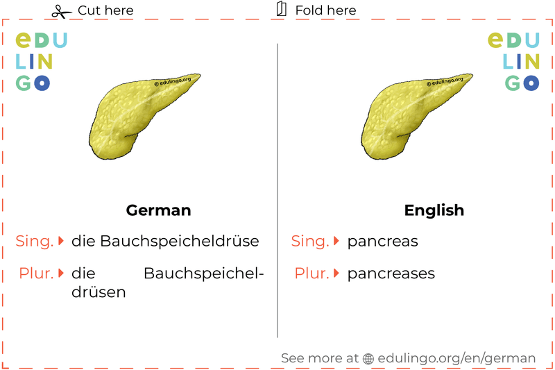 Pancreas in German vocabulary flashcard for printing, practicing and learning