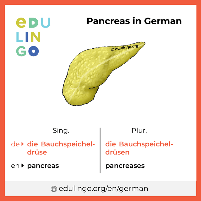 Pancreas in German vocabulary picture with singular and plural for download and printing