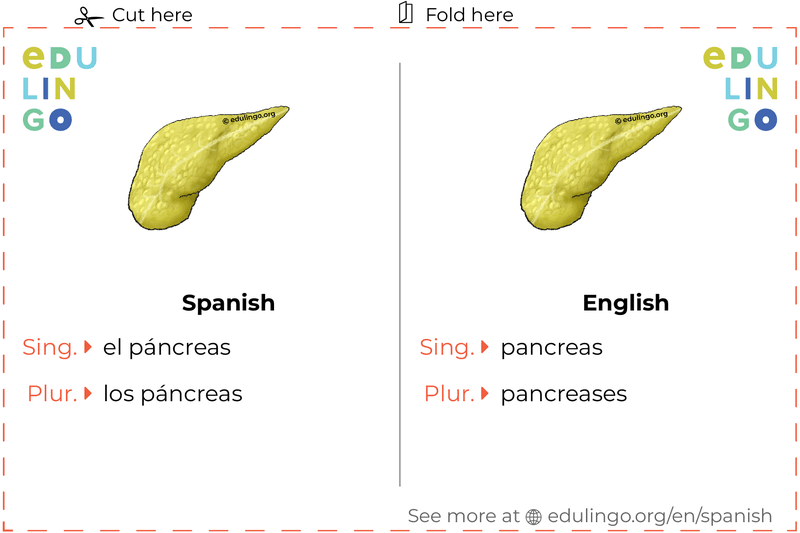 Pancreas in Spanish vocabulary flashcard for printing, practicing and learning