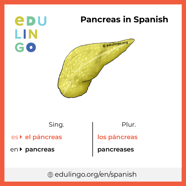 Pancreas in Spanish vocabulary picture with singular and plural for download and printing