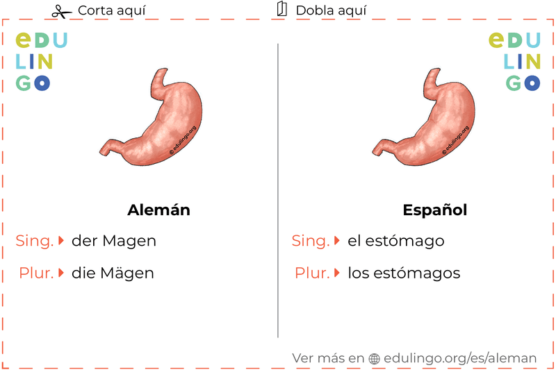Ficha de Vocabulario Estómago en alemán para imprimir, practicar y aprender