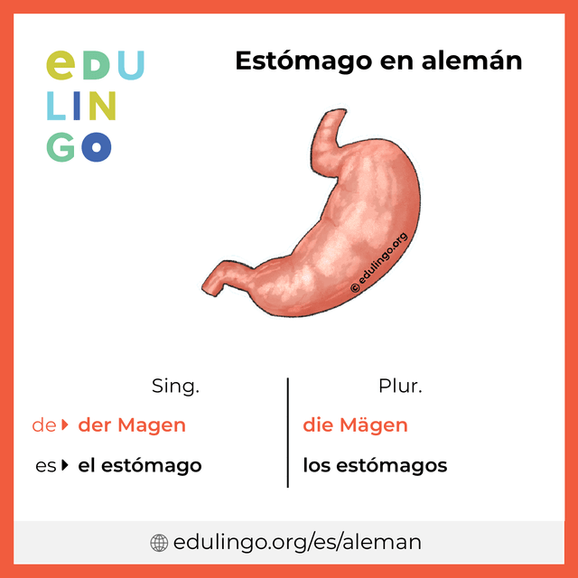 Imagen de vocabulario Estómago en alemán con singular y plural para descargar e imprimir