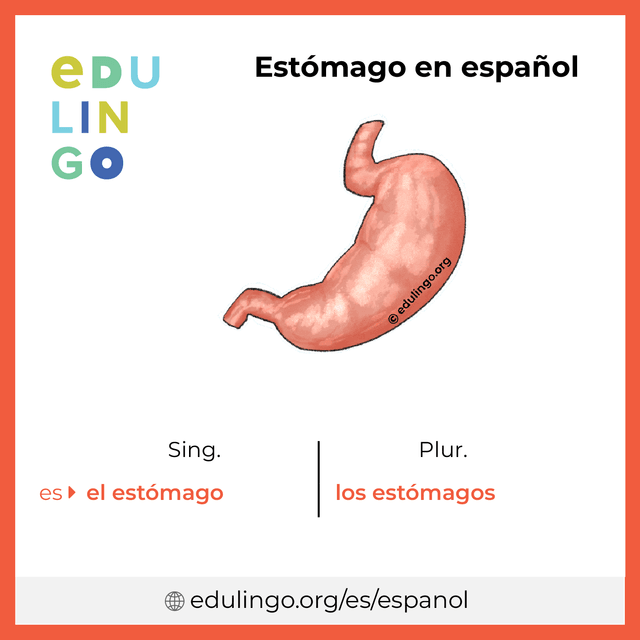 Imagen de vocabulario Estómago en español con singular y plural para descargar e imprimir