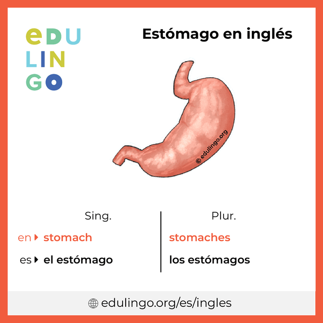 Imagen de vocabulario Estómago en inglés con singular y plural para descargar e imprimir