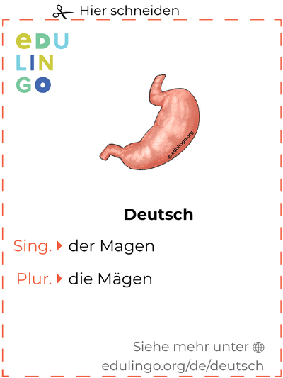Magen auf Deutsch Vokabelkartei zum Ausdrucken, Üben und Lernen