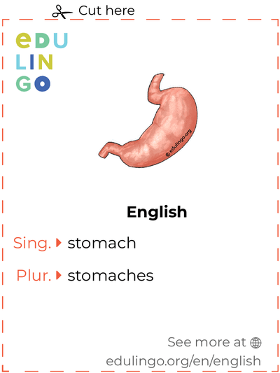 Stomach in English vocabulary flashcard for printing, practicing and learning