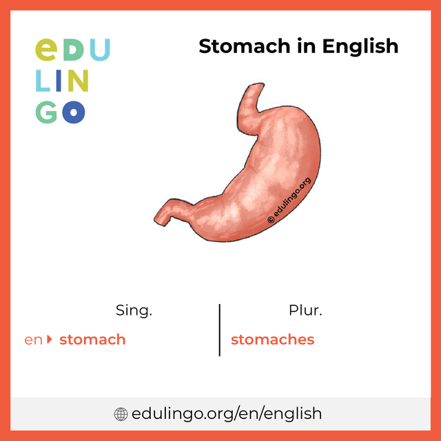 Stomach in English vocabulary picture with singular and plural for download and printing