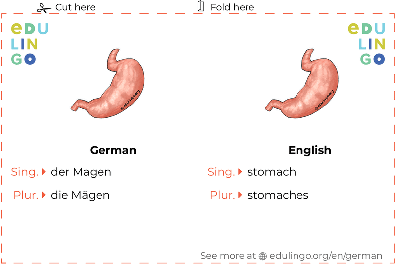 Stomach in German vocabulary flashcard for printing, practicing and learning