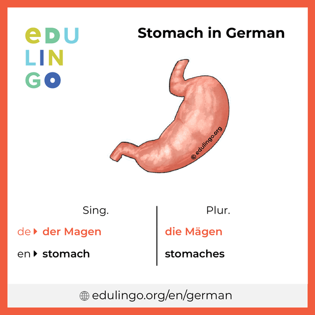 Stomach in German vocabulary picture with singular and plural for download and printing