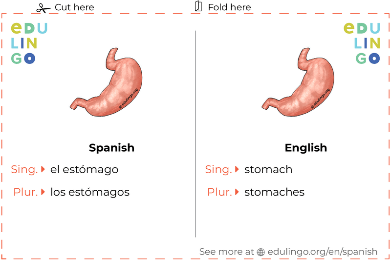Stomach in Spanish vocabulary flashcard for printing, practicing and learning