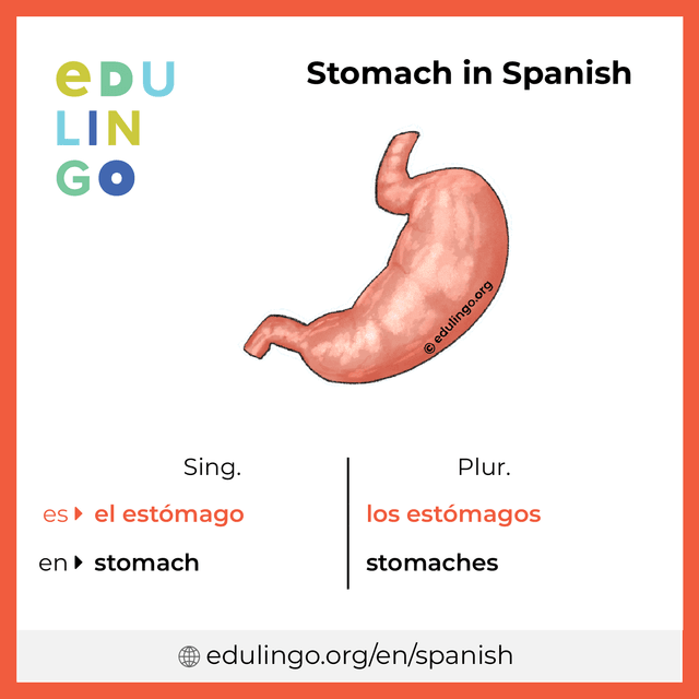 Stomach in Spanish vocabulary picture with singular and plural for download and printing