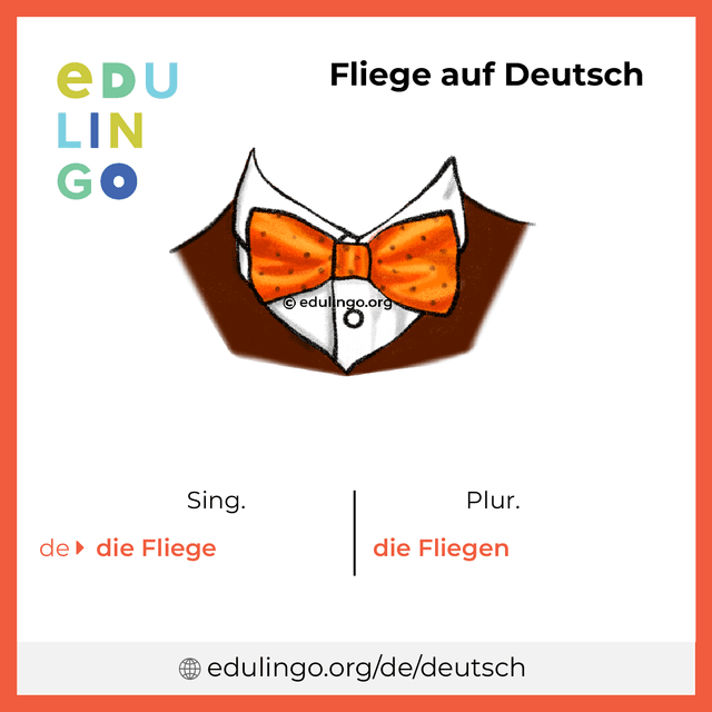 Fliege auf Deutsch Vokabelbild mit Singular und Plural zum Herunterladen und Ausdrucken