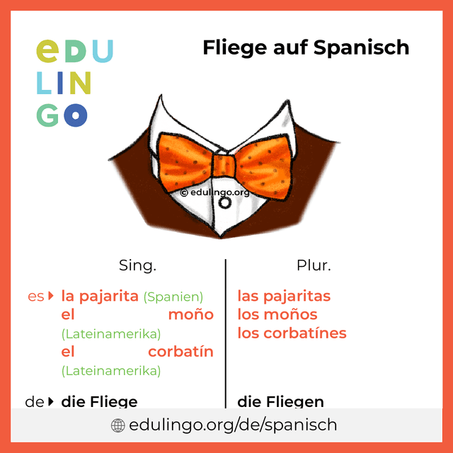 Fliege auf Spanisch Vokabelbild mit Singular und Plural zum Herunterladen und Ausdrucken