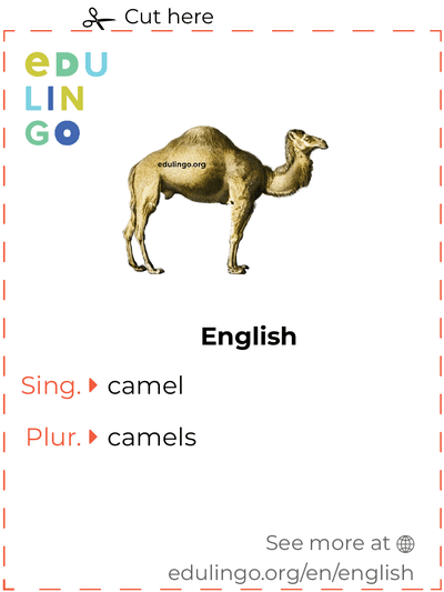 Camel in English vocabulary flashcard for printing, practicing and learning