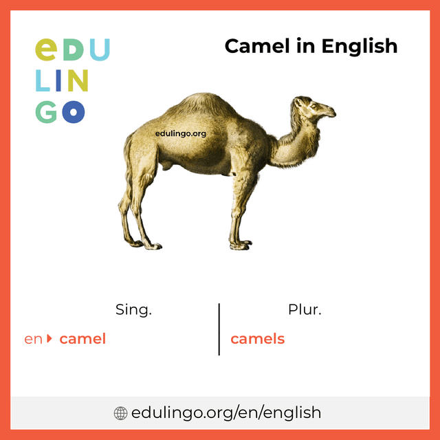 Camel in English vocabulary picture with singular and plural for download and printing