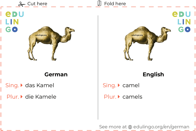 Camel in German vocabulary flashcard for printing, practicing and learning