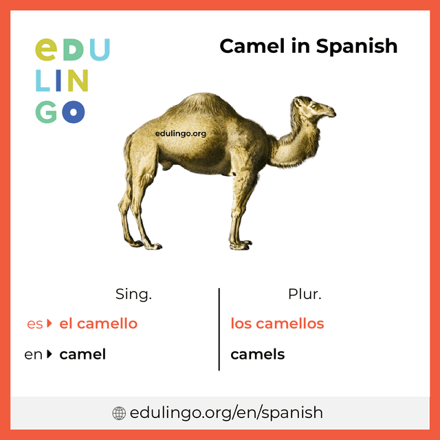 Camel in Spanish vocabulary picture with singular and plural for download and printing