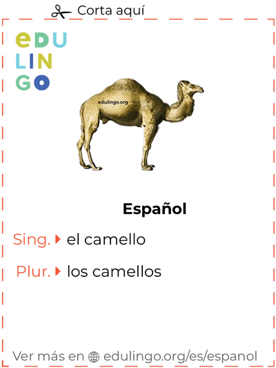 Ficha de Vocabulario Camello en español para imprimir, practicar y aprender