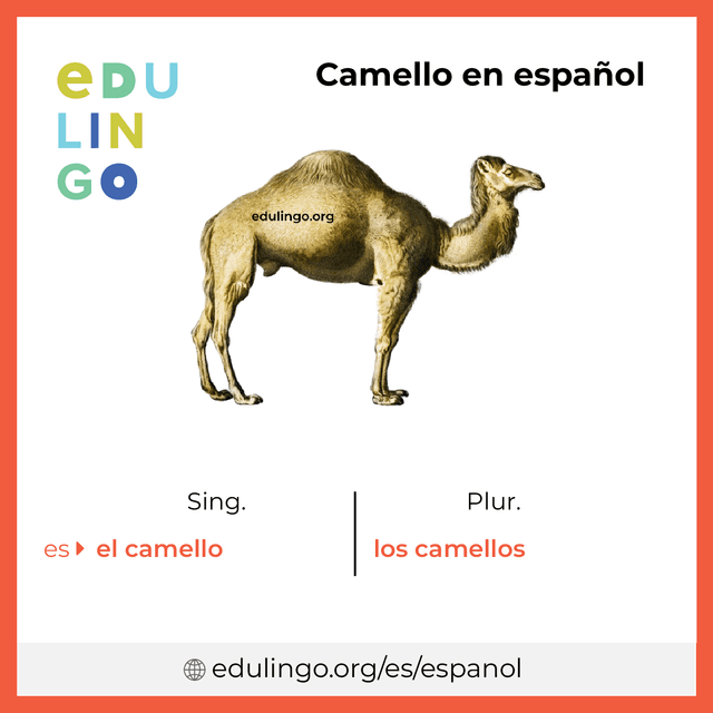 Imagen de vocabulario Camello en español con singular y plural para descargar e imprimir