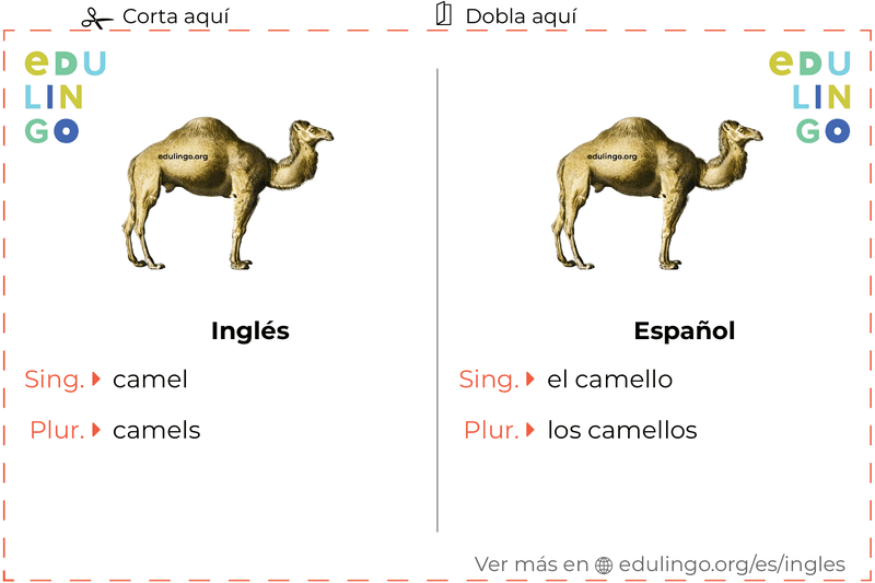 Ficha de Vocabulario Camello en inglés para imprimir, practicar y aprender