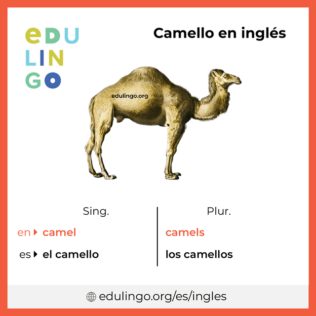 Imagen de vocabulario Camello en inglés con singular y plural para descargar e imprimir