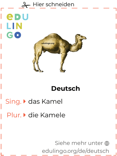 Kamel auf Deutsch Vokabelkartei zum Ausdrucken, Üben und Lernen
