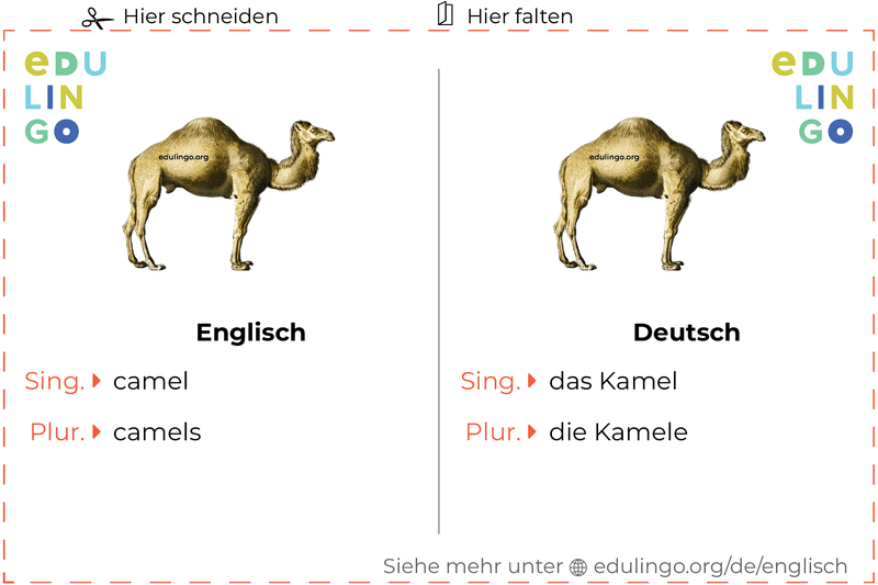 Kamel auf Englisch Vokabelkartei zum Ausdrucken, Üben und Lernen
