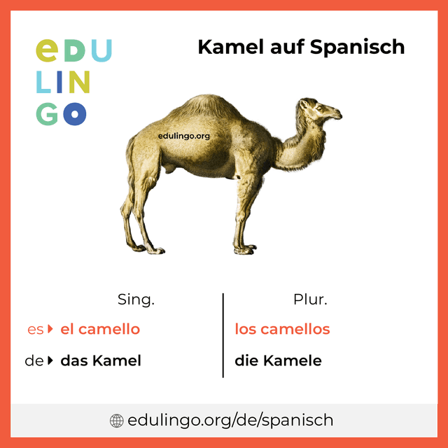 Kamel auf Spanisch Vokabelbild mit Singular und Plural zum Herunterladen und Ausdrucken