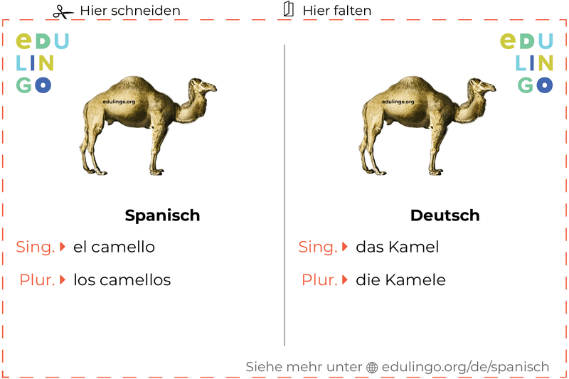 Kamel auf Spanisch Vokabelkartei zum Ausdrucken, Üben und Lernen
