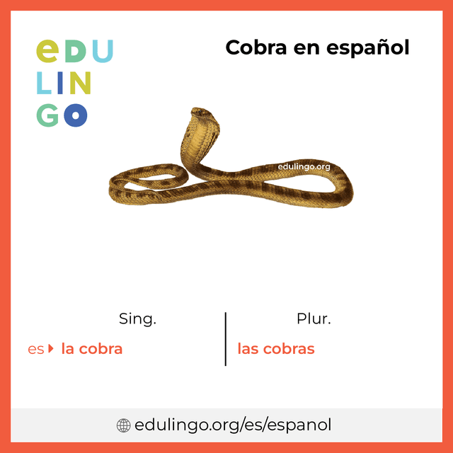 Imagen de vocabulario Cobra en español con singular y plural para descargar e imprimir