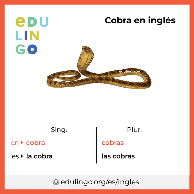 Imagen de vocabulario Cobra en inglés con singular y plural para descargar e imprimir